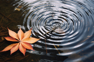 秋天水中落叶枫叶摄影图