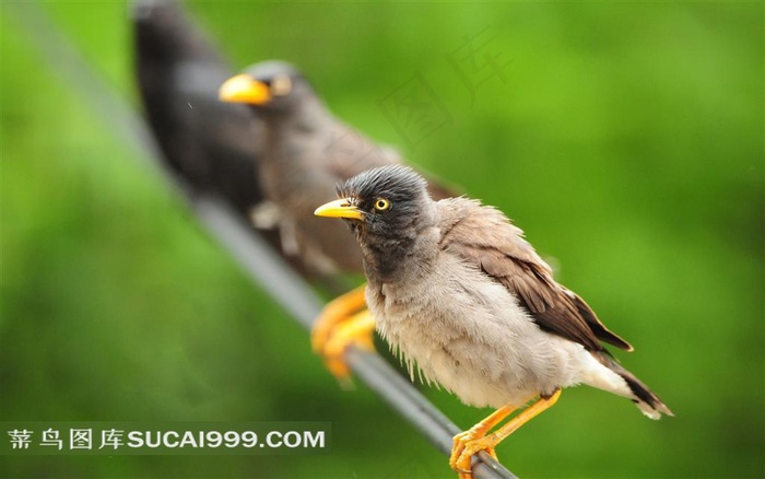 电线上的小鸟摄影素材