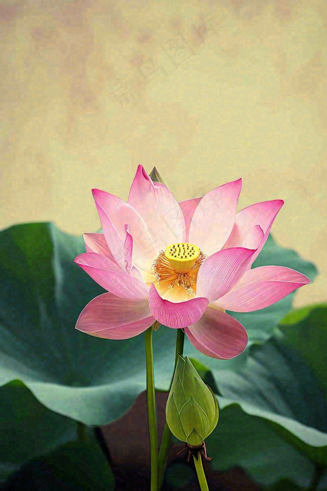 中国风夏日荷花荷叶大气特写摄影，大暑小暑夏至摄影图