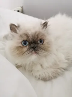 可爱猫咪猫猫摄影素材