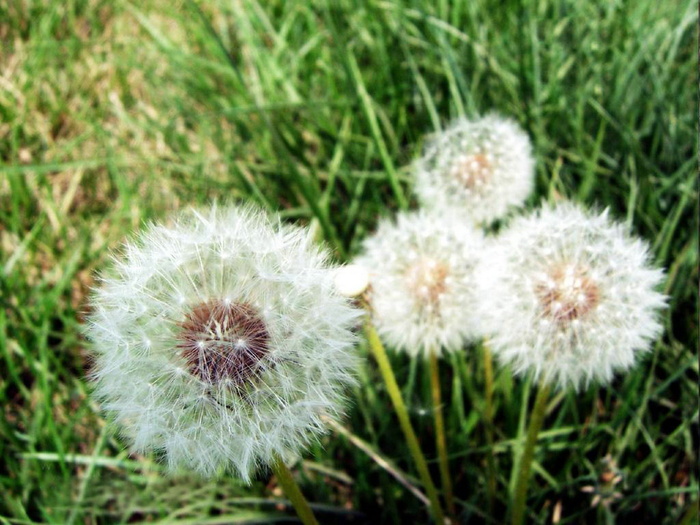 摄影图片景物风景 大气背景蒲公英