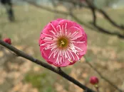 春天鲜艳的梅花高清素材