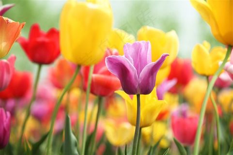 七彩郁金香花海鲜花图片
