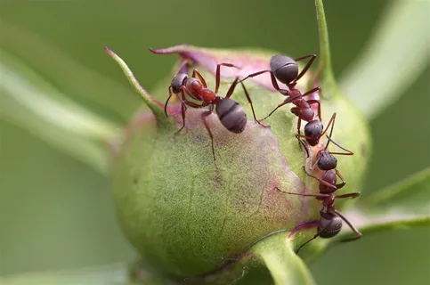 不辞劳苦的蚂蚁摄影素材图片