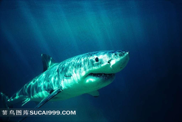 海洋生物水中鲨鱼