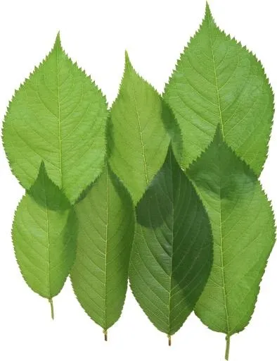 绿叶 PNG免抠(1794x2328)