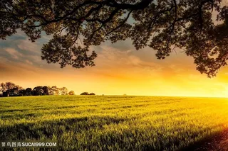 金色光辉大树下的草原图片