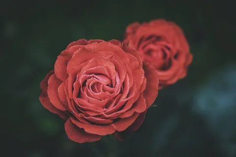 唯美意境红色玫瑰花摄影图片