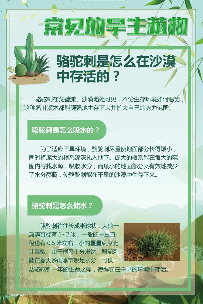 绿色常见的旱生植物psd模版下载