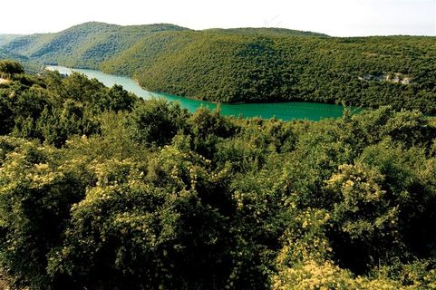 树林雾气木栈道图片