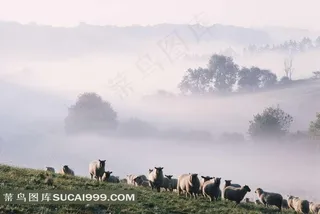 山坡上的羊群