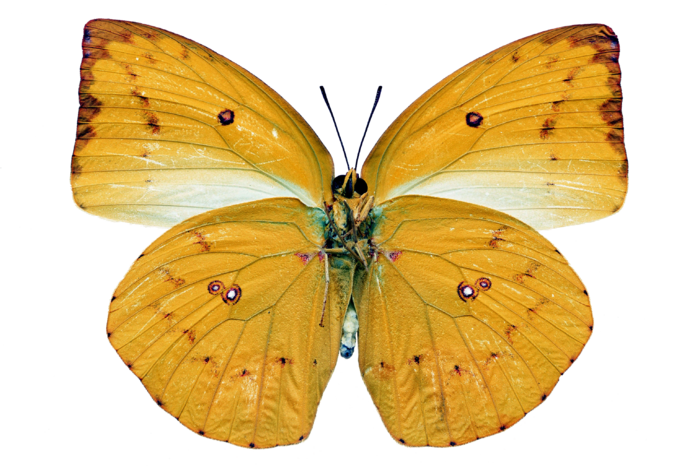 蝴蝶 彩蝶 花蝴蝶 动物 昆虫 免抠