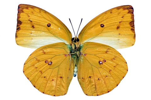 蝴蝶 彩蝶 花蝴蝶 动物 昆虫 免抠