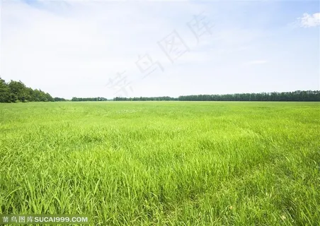 草地天空-嫩绿的小草