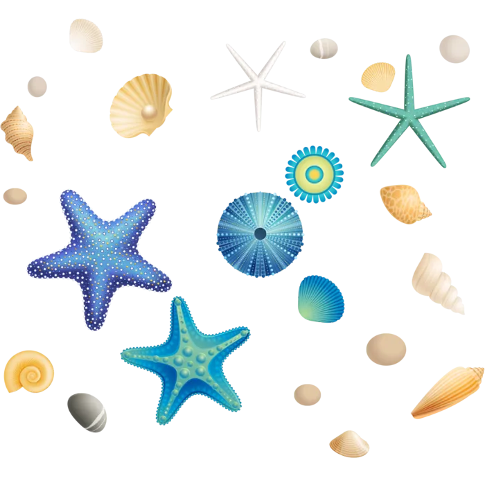 沙滩海星贝壳