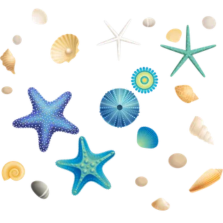 沙滩海星贝壳