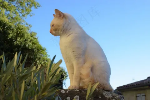 一只白色小猫图片 一只白色小猫图片