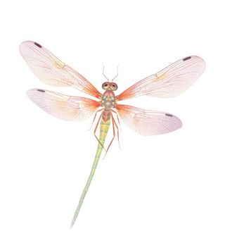 蜻蜓手绘水彩元素