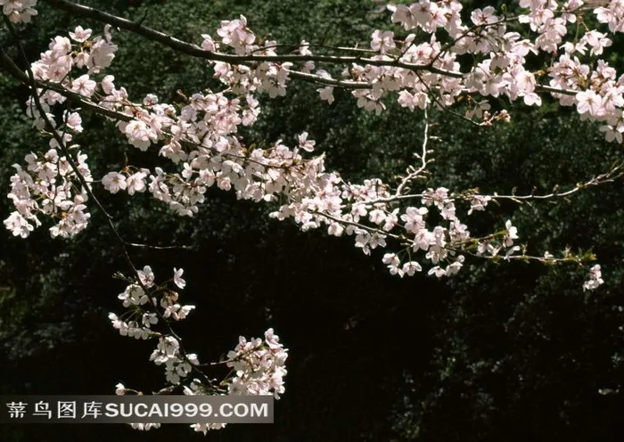 高清唯美樱花图片下载