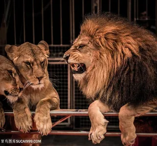 小狮子与狮子王图片