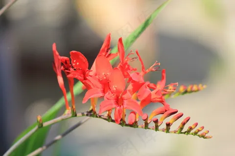 红色鹫尾花图片 红色鹫尾花图片
