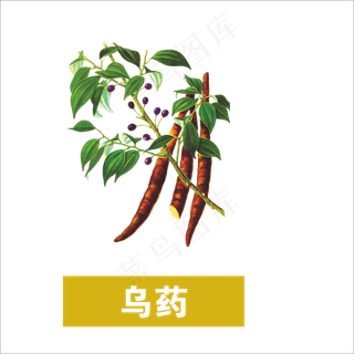 手绘草本中药药材乌药