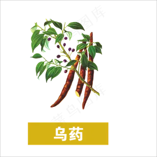 手绘草本中药药材乌药