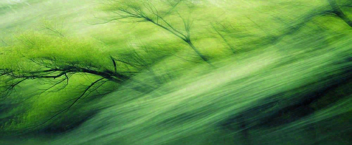 绿色植物树木绚丽虚幻背景(1712x704)