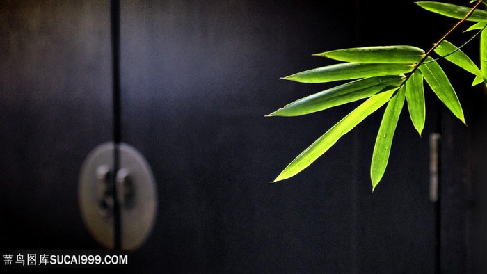 唯美门树叶壁纸