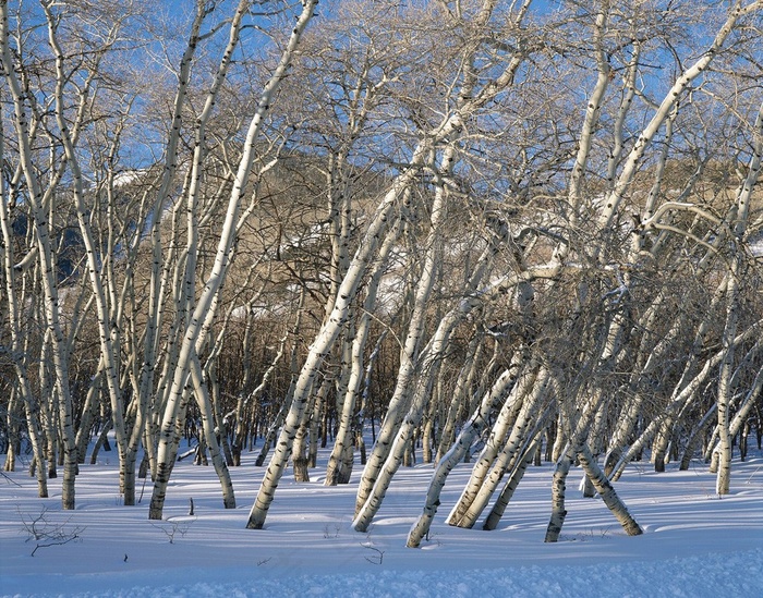 雪地上的枯树林