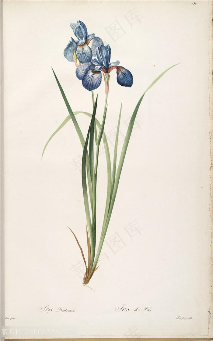 雷杜德原版图谱花草水彩素材