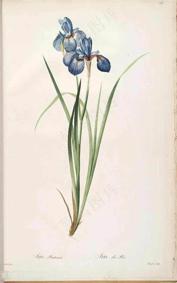 雷杜德原版图谱花草水彩素材