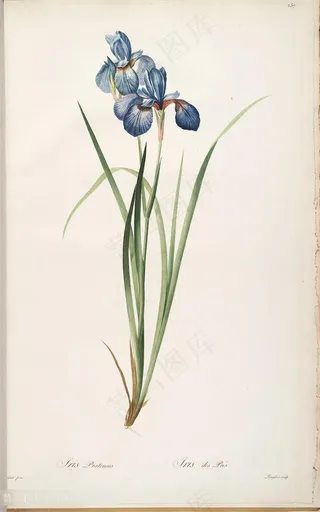 雷杜德原版图谱花草水彩素材