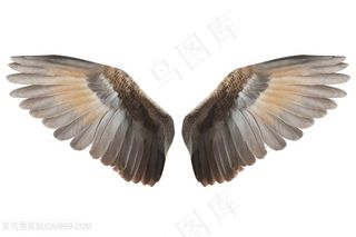 鸟人翅膀高清图片