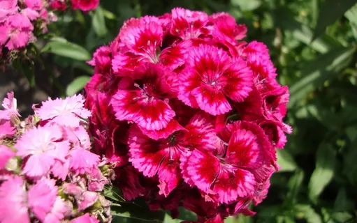 石竹花开花图片 石竹花开花图片