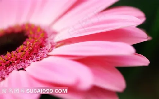 盛开的粉色小雏菊花瓣特写