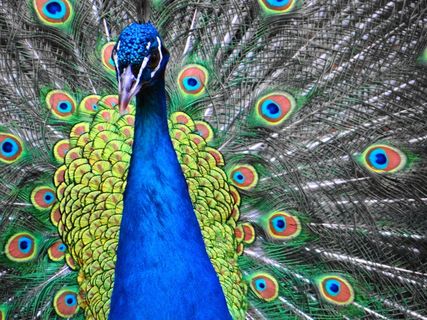 蓝孔雀开屏特写图片