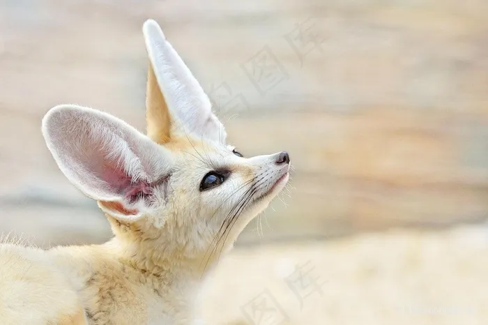 白色的狐狸图片