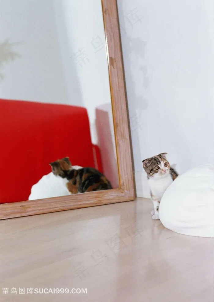 镜子前的小花猫摄影