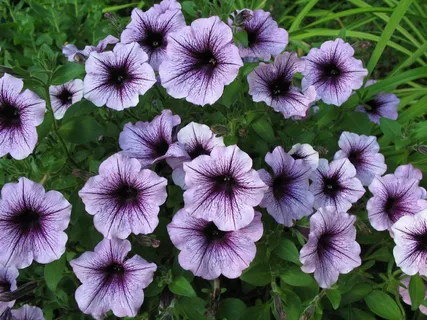紫色矮牵牛花图片 紫色矮牵牛花图片