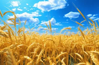 蓝天白云下金黄色的稻田背景摄影图