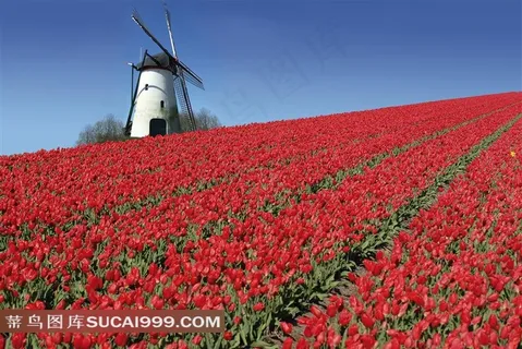 红色郁金香花田近景摄影高清图片 红色郁金香花田近景摄影高清图片