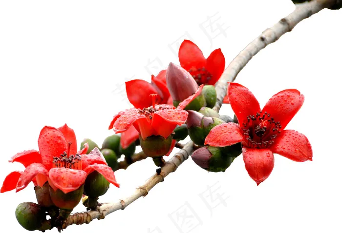 木棉花微距图片