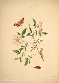 蝴蝶植物花枝树枝毛毛虫复古图谱 蝴蝶植物花枝树枝毛毛虫复古图谱