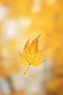 秋天落叶黄色温馨节气海报背景