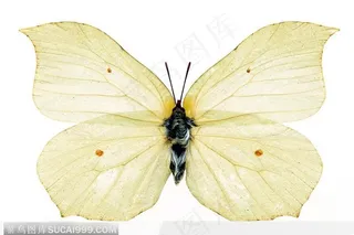 蝴蝶标本（花蝴蝶）