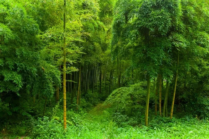 高清唯美竹林风景图片