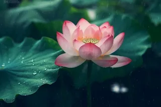 雨天荷花荷叶唯美背景