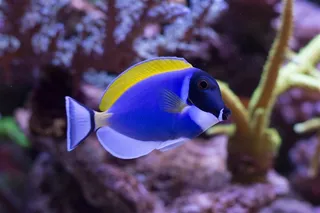 美丽的热带鱼特写图