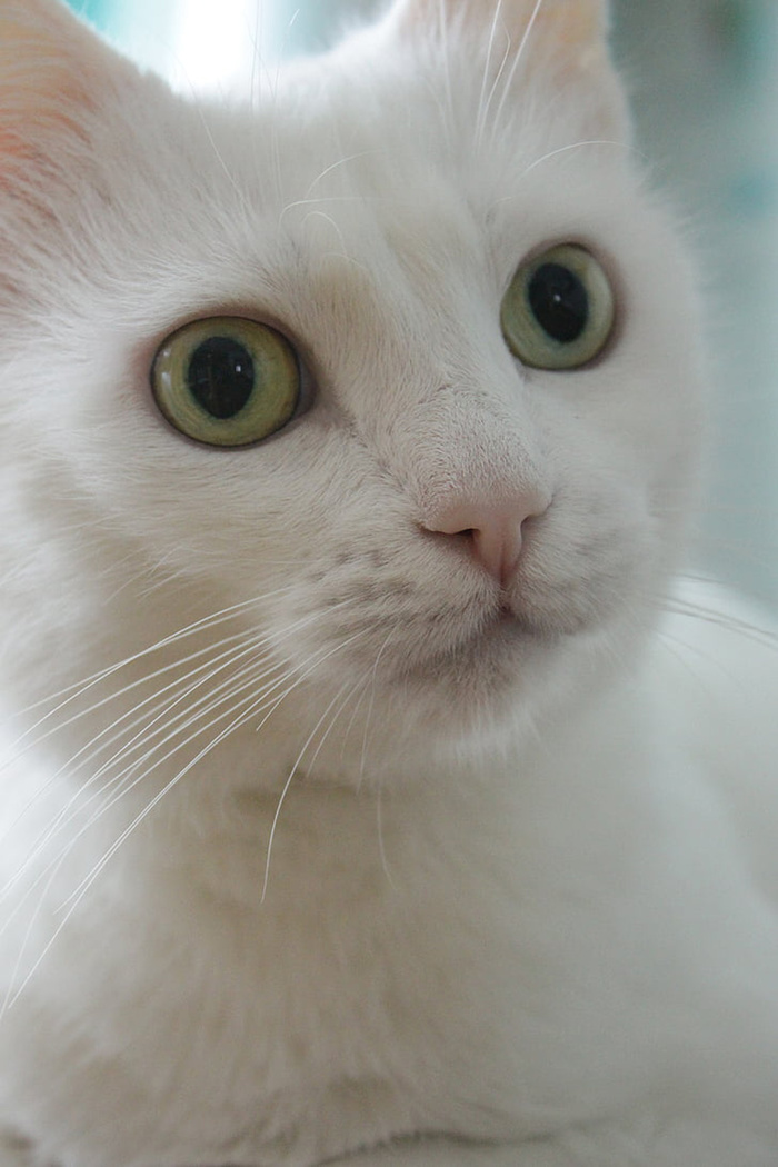 可爱猫咪 动物 素材 奶萌 (26)